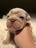 Buster, a male English Bulldog for sale in West Palm Beach, FL – 2 of 7
