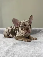 Milano, a female French Bulldog for sale in West Palm Beach, FL – 7 of 9