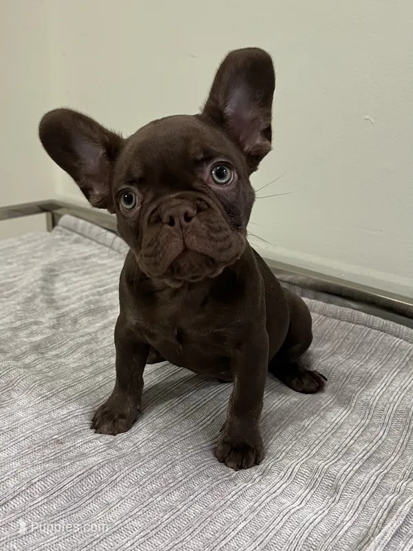Bear  – French Bulldog puppy for sale in West Palm Beach, FL