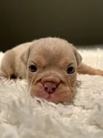 Lady, a female English Bulldog for sale in West Palm Beach, FL – 5 of 6