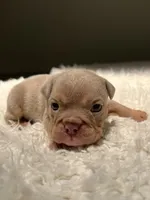 Lady, a female English Bulldog for sale in West Palm Beach, FL – 6 of 6