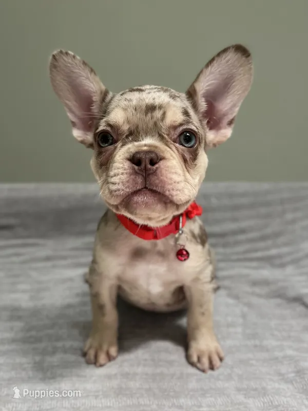 Shelly – French Bulldog puppy for sale in West Palm Beach, FL