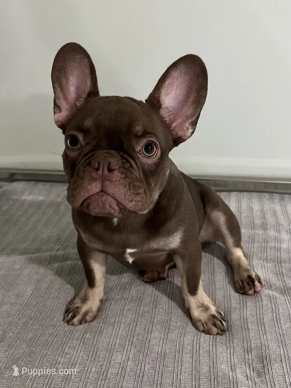 Hank – French Bulldog puppy for sale in West Palm Beach, FL