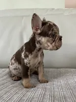Muffin, a female French Bulldog for sale in West Palm Beach, FL – 8 of 9