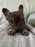 Godiva, a female French Bulldog for sale in West Palm Beach, FL – 3 of 8