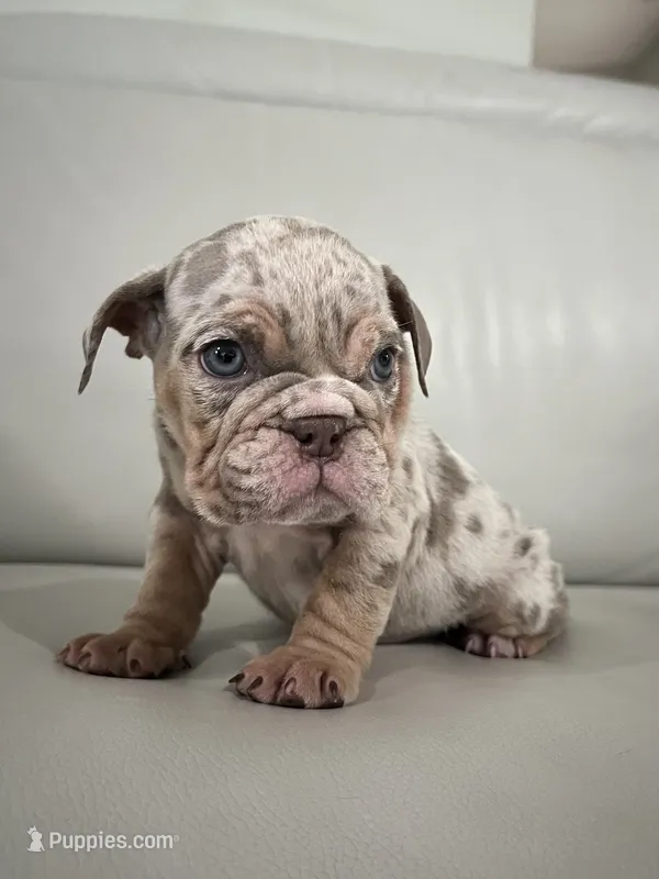 Mabel  – English Bulldog puppy for sale in West Palm Beach, FL