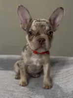 Shelly, a female French Bulldog for sale in West Palm Beach, FL – 3 of 10