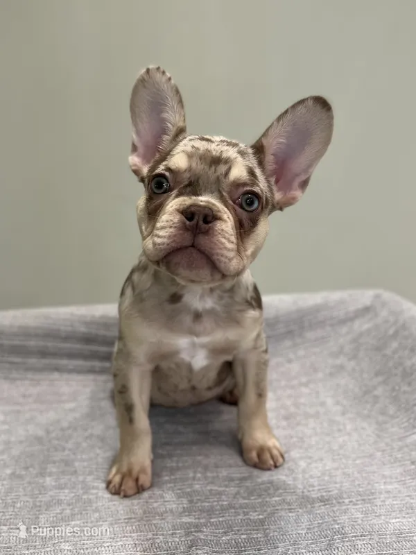 Shelly – French Bulldog puppy for sale in West Palm Beach, FL