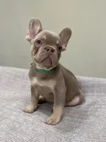 Bucky, a male French Bulldog for sale in West Palm Beach, FL – 4 of 10