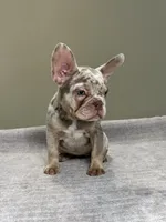 Misty, a female French Bulldog for sale in West Palm Beach, FL – 3 of 7