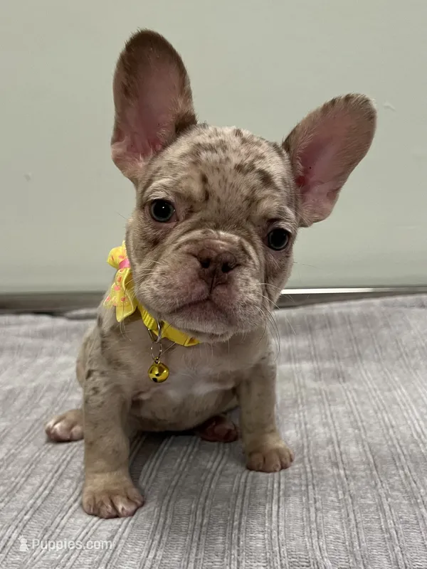 Emma – French Bulldog puppy for sale in West Palm Beach, FL