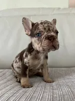 Muffin, a female French Bulldog for sale in West Palm Beach, FL – 7 of 9