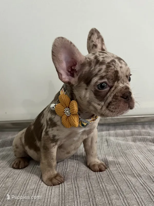 Milano – French Bulldog puppy for sale in West Palm Beach, FL