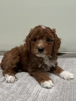 Harley, a female Miniature Goldendoodle for sale in West Palm Beach, FL – 6 of 8