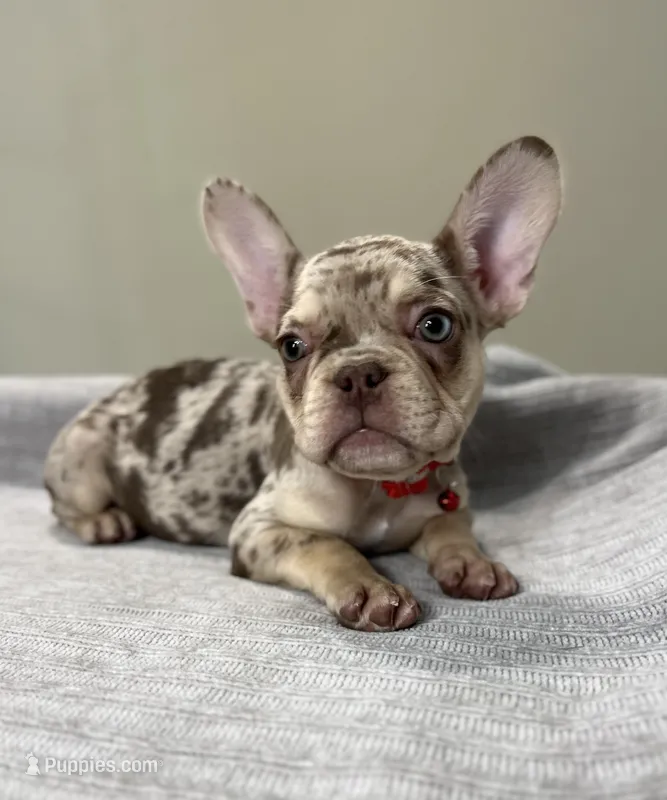 Shelly – French Bulldog puppy for sale in West Palm Beach, FL