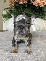 processed/c0b7dfae-c2a8-4c58-9583-dda04d5610db/listing/9f947040-7b56-445e-99cb-31e12d1090e0/6b0e2642-ebfb-4730-bf39-33f9da95ff63