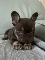 Godiva, a female French Bulldog for sale in West Palm Beach, FL – 5 of 8
