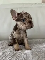 Muffin, a female French Bulldog for sale in West Palm Beach, FL – 4 of 9