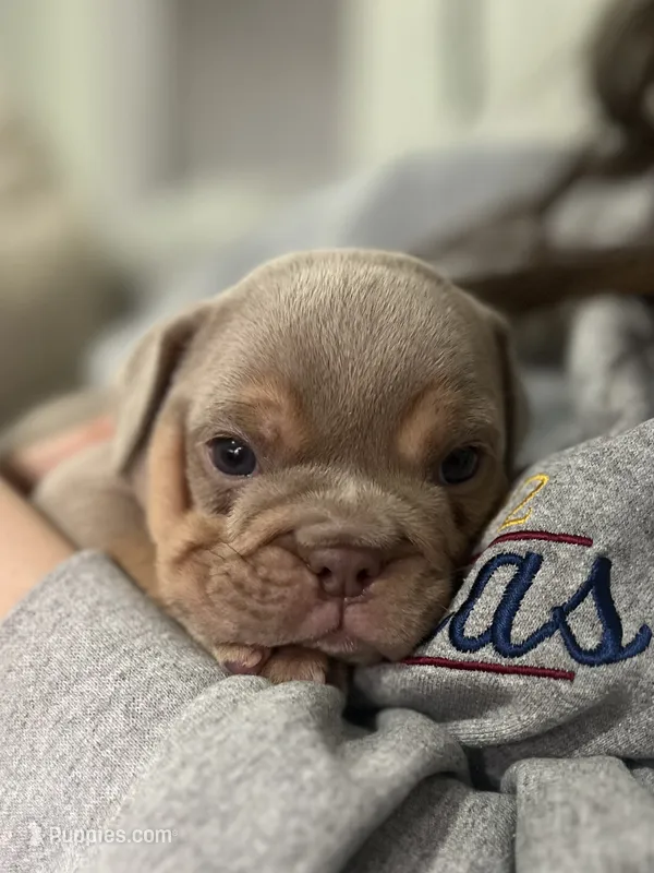 Tank – English Bulldog puppy on hold in West Palm Beach, FL