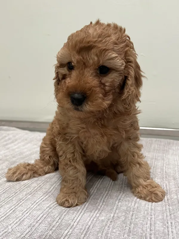 Avery – Miniature Goldendoodle puppy for sale in West Palm Beach, FL