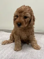 Avery, a female Miniature Goldendoodle for sale in West Palm Beach, FL – 1 of 8