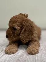 Avery, a female Miniature Goldendoodle for sale in West Palm Beach, FL – 3 of 8
