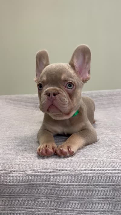 Bucky, a male French Bulldog for sale in West Palm Beach, FL – 10 of 10