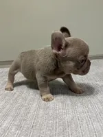 Bucky, a male French Bulldog for sale in West Palm Beach, FL – 6 of 9