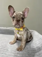 Emma, a female French Bulldog for sale in West Palm Beach, FL – 6 of 8