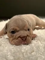 Tank, a male English Bulldog for sale in West Palm Beach, FL – 5 of 5