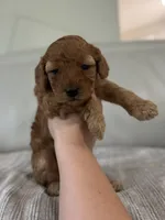 Avery, a female Miniature Goldendoodle for sale in West Palm Beach, FL – 8 of 8
