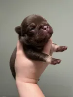 Godiva, a female French Bulldog for sale in West Palm Beach, FL – 5 of 6