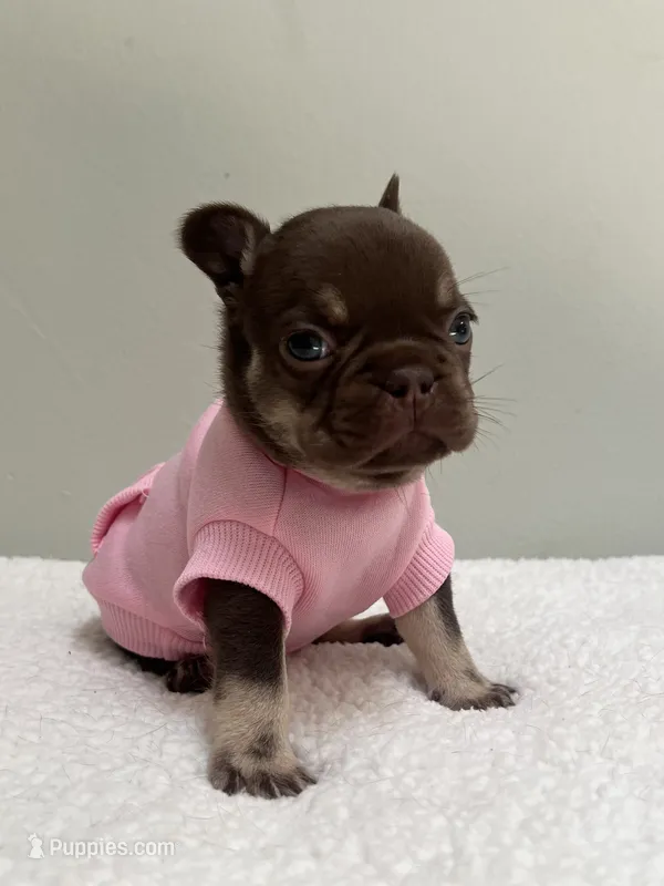 Godiva – French Bulldog puppy for sale in West Palm Beach, FL