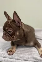 Hank, a male French Bulldog for sale in West Palm Beach, FL – 6 of 10