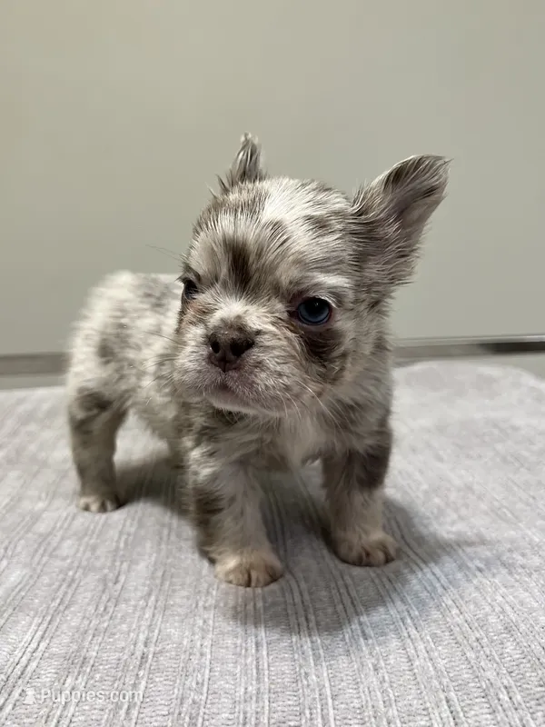 Frankie Fluffy – French Bulldog puppy for sale in West Palm Beach, FL