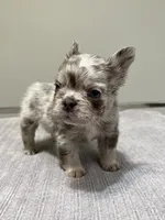 Frankie Fluffy, a male French Bulldog for sale in West Palm Beach, FL – 1 of 9
