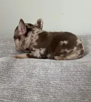 Archie, a male French Bulldog for sale in West Palm Beach, FL – Photo 8 of 8