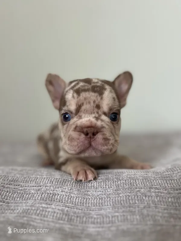 Archie – French Bulldog puppy for sale in West Palm Beach, FL