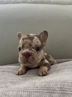 Archie, a male French Bulldog for sale in West Palm Beach, FL – Photo 4 of 8