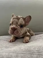 Archie, a male French Bulldog for sale in West Palm Beach, FL – Photo 5 of 8