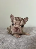 Archie, a male French Bulldog for sale in West Palm Beach, FL – Photo 3 of 8