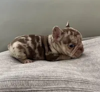 Archie, a male French Bulldog for sale in West Palm Beach, FL – Photo 6 of 8