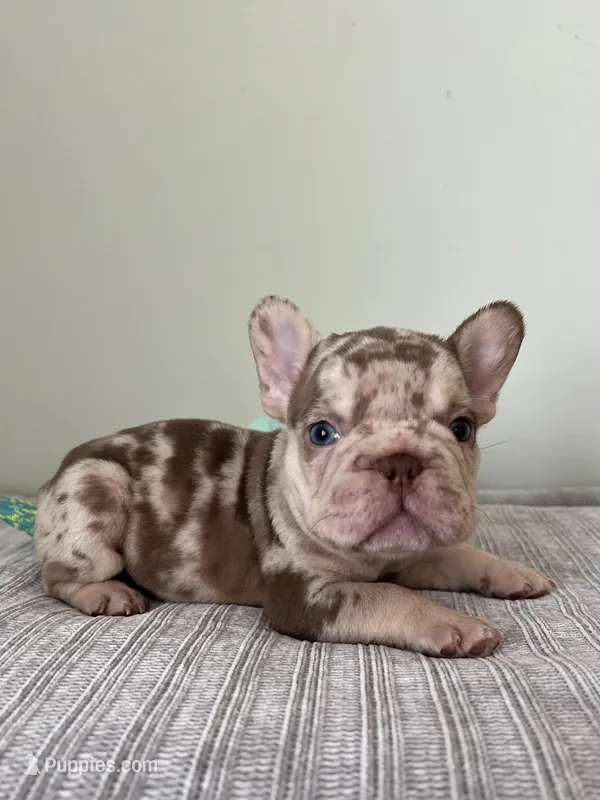 Archie – French Bulldog puppy for sale in West Palm Beach, FL