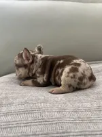 Archie, a male French Bulldog for sale in West Palm Beach, FL – Photo 7 of 8