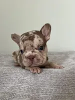 Archie, a male French Bulldog for sale in West Palm Beach, FL – Photo 2 of 8