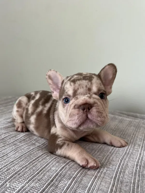 Archie – French Bulldog puppy for sale in West Palm Beach, FL
