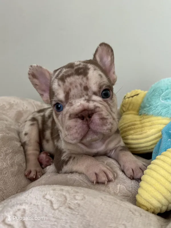 Archie – French Bulldog puppy for sale in West Palm Beach, FL