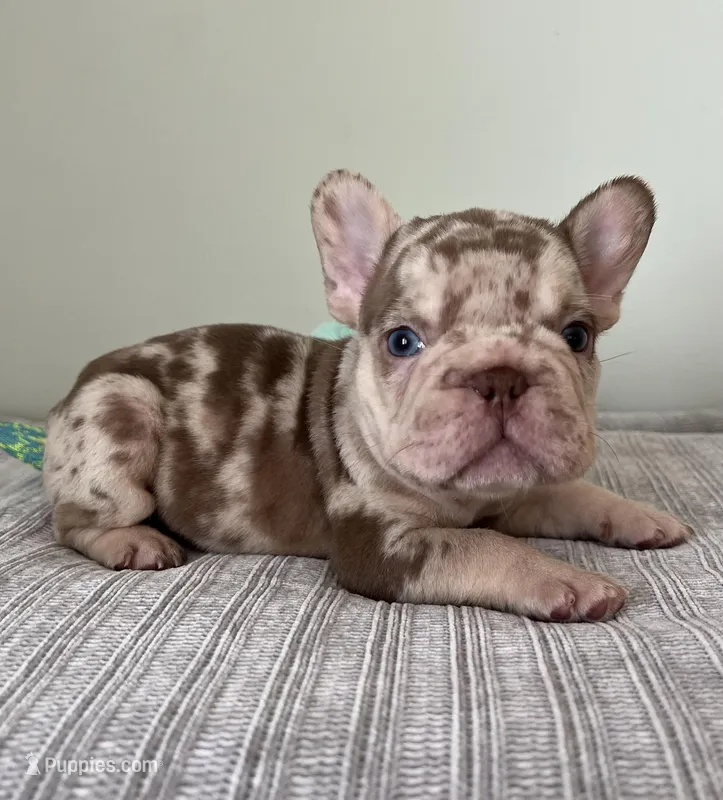 Archie – French Bulldog puppy for sale in West Palm Beach, FL