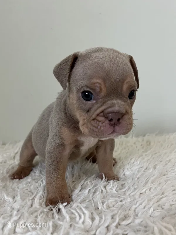 Lady – English Bulldog puppy for sale in West Palm Beach, FL