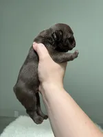 Bear , a male French Bulldog for sale in West Palm Beach, FL – 3 of 5